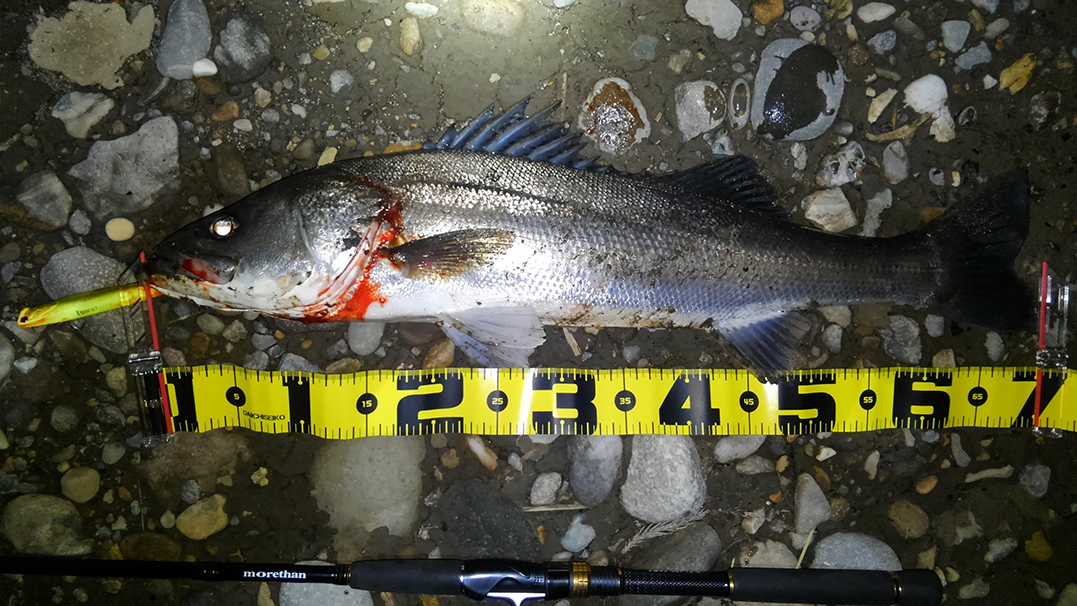 秋田県米代川シーバス釣果1