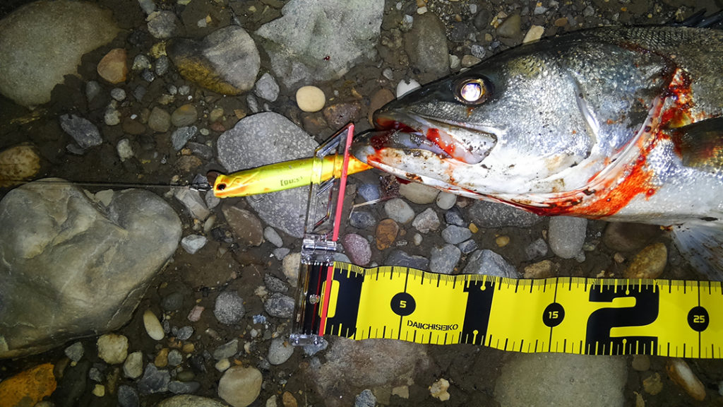 秋田県米代川シーバス釣果2