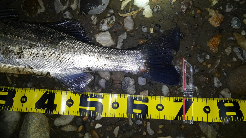 秋田県米代川シーバス釣果3