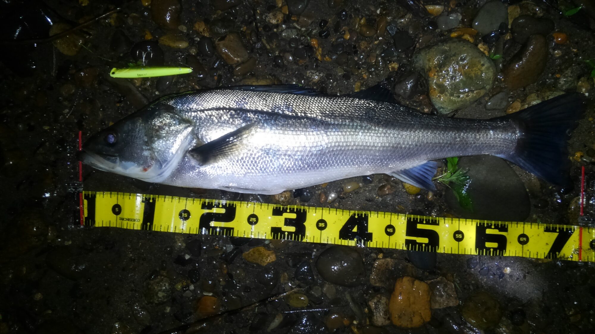 秋田県米代川シーバスダービー1