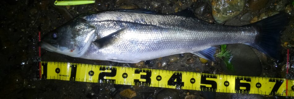 秋田県米代川シーバスダービー1