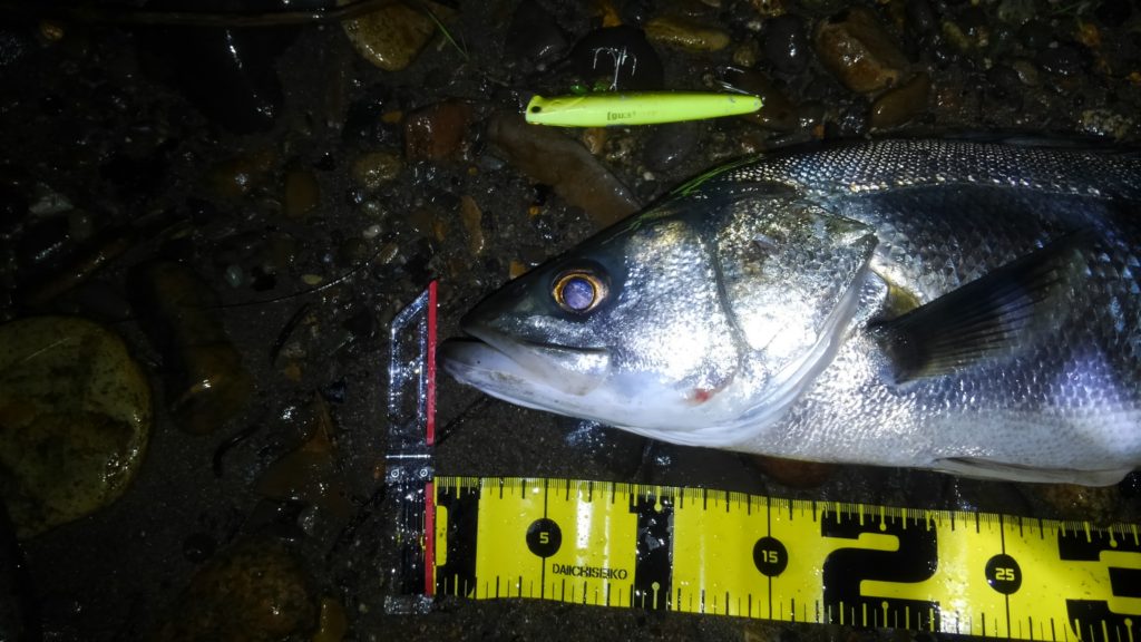 秋田県米代川シーバスダービー2