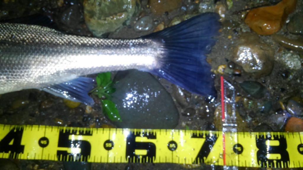 秋田県米代川シーバスダービー3