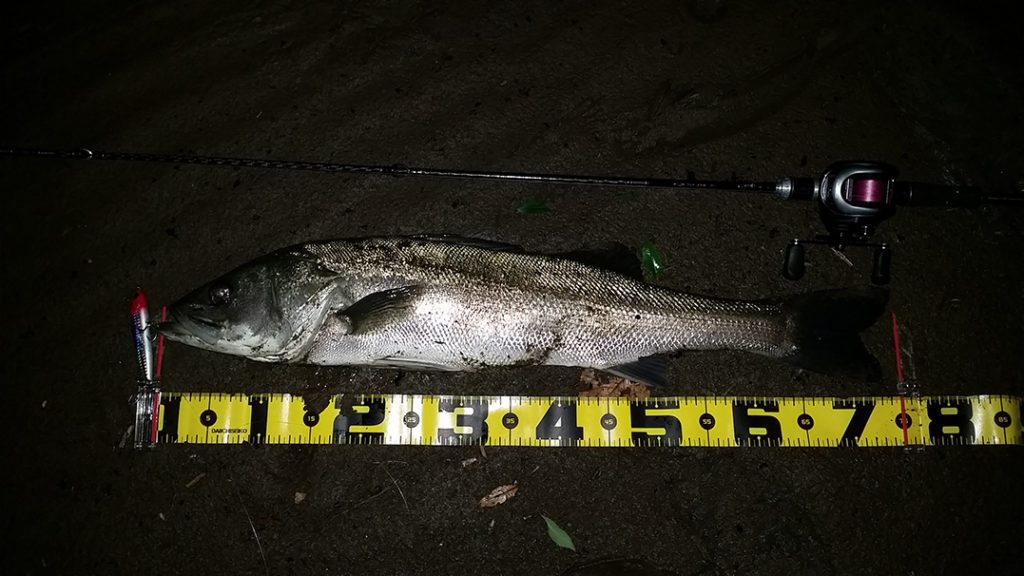 秋田県米代川シーバス釣果1