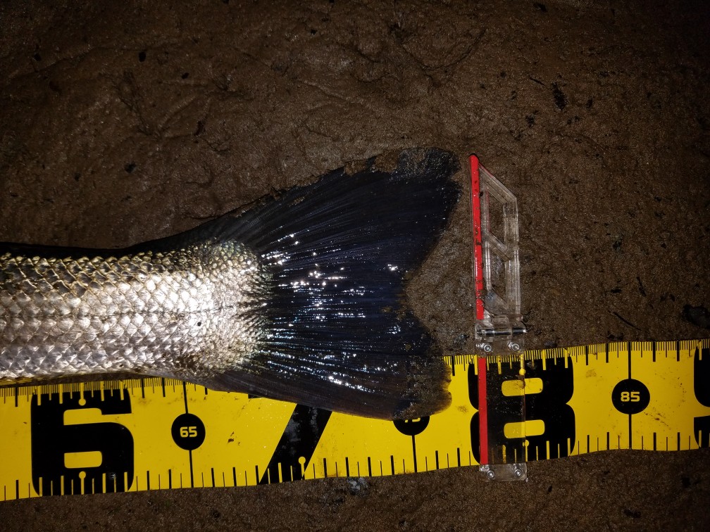 秋田県米代川シーバス釣果3