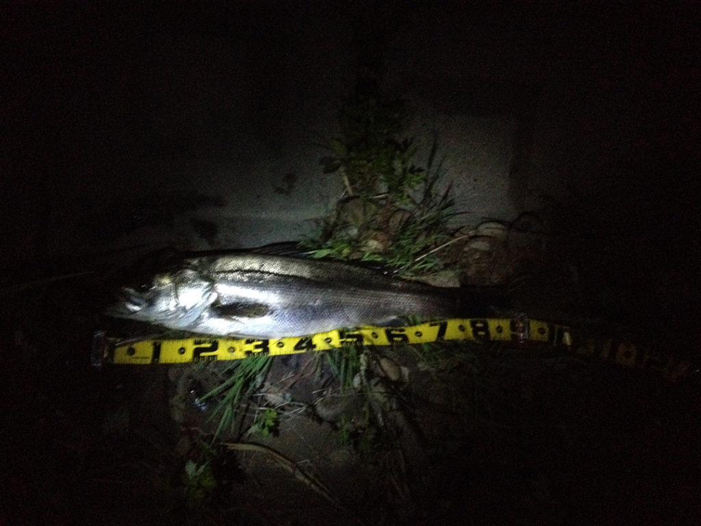 秋田県米代川シーバス釣果2