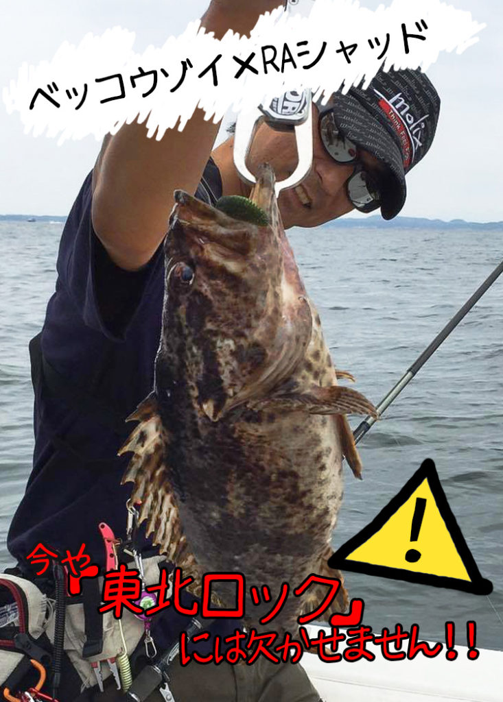 ベッコウゾイ RAシャッド