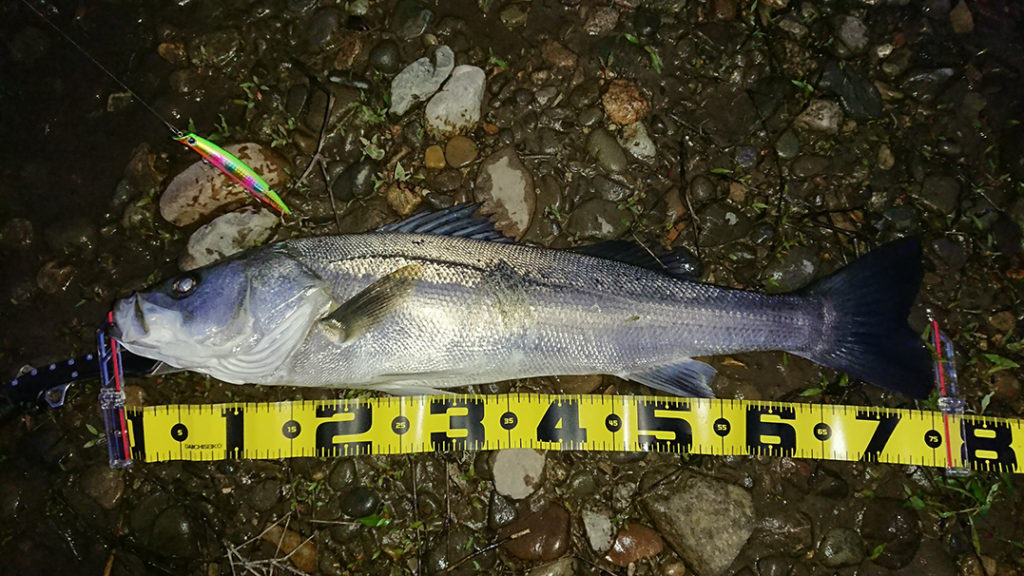 秋田県米代川シーバスダービー12