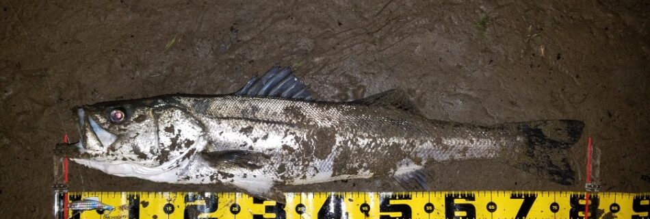 秋田県米代川シーバス釣果1