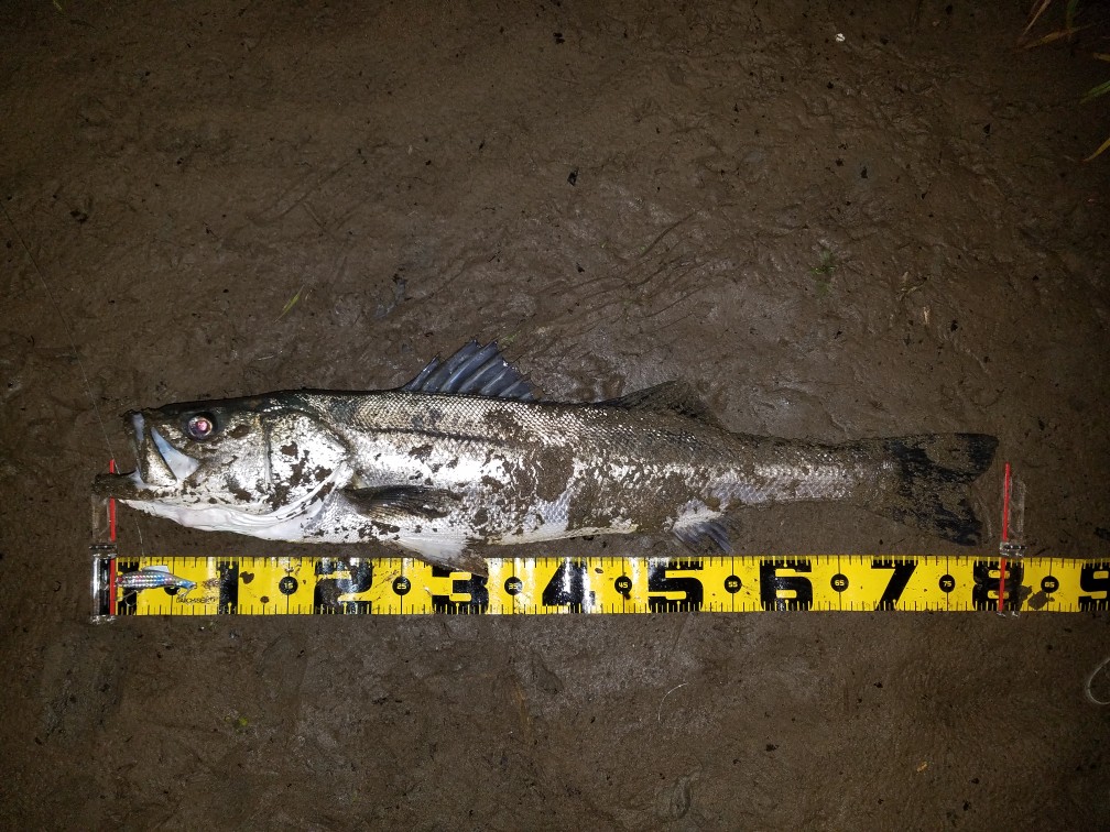 秋田県米代川シーバス釣果1