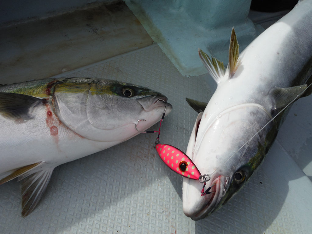 XESTA＆渡正コラボ限定フラップ 青物・根魚