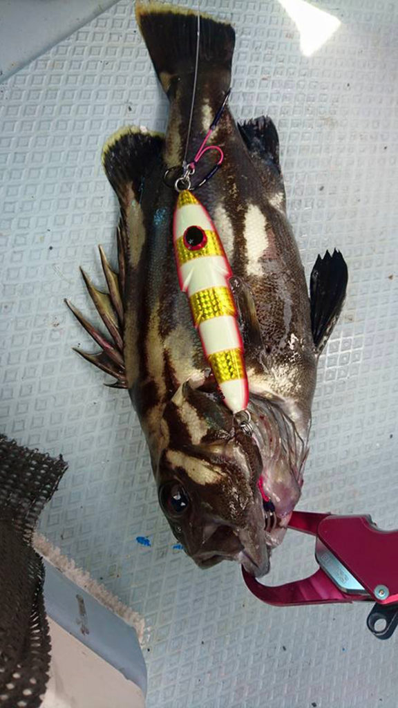 XESTA(ゼスタ) スリッピ― イシナギ