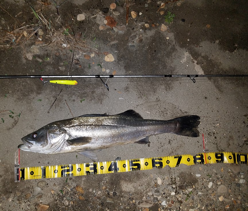 秋田県米代川シーバスダービー8