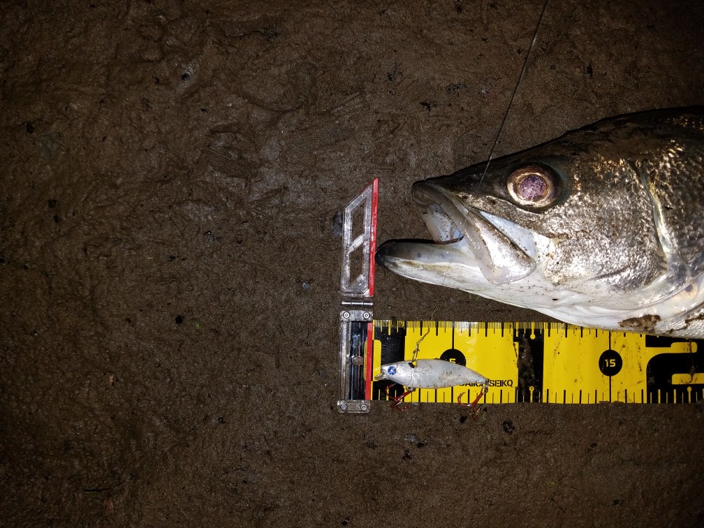 秋田県米代川シーバス釣果2