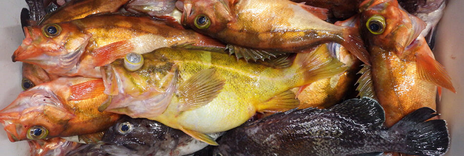秋田県能代沖釣果
