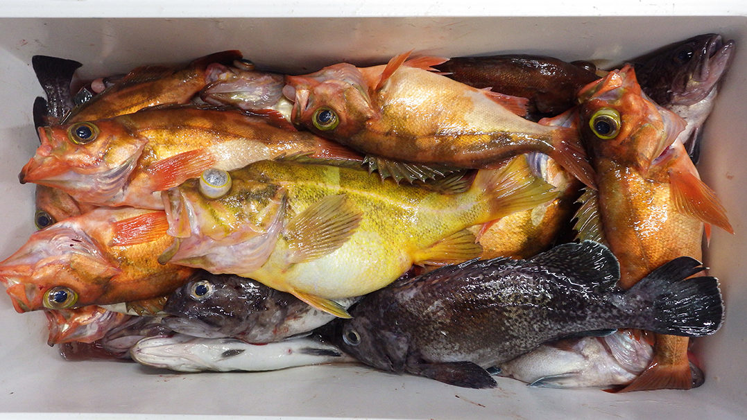 秋田県能代沖釣果