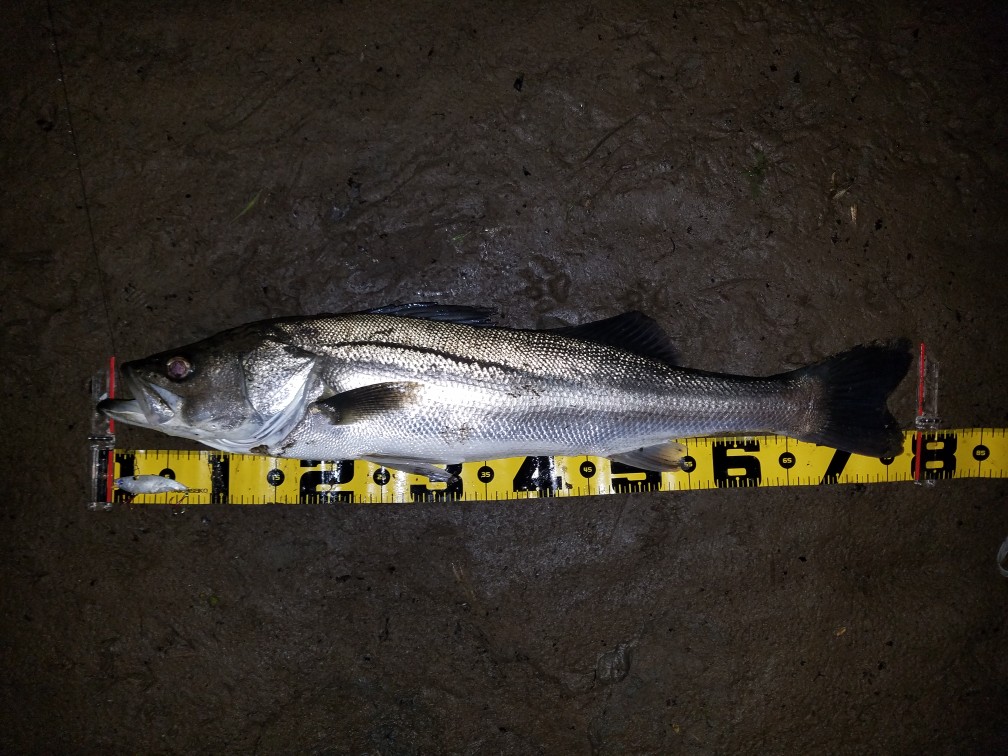 秋田県米代川シーバス釣果1
