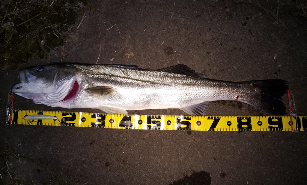 秋田県米代川シーバス釣果1