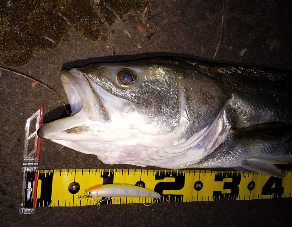 秋田県米代川シーバス釣果2