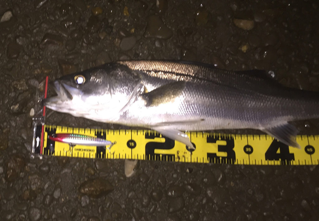 秋田県米代川シーバスダービー2