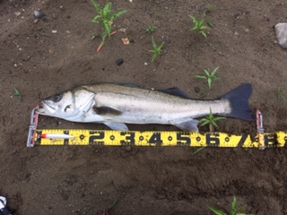 秋田県米代川シーバスダービー1