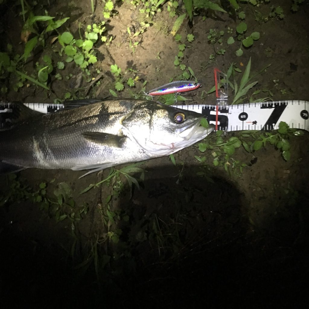 秋田県米代川シーバスダービー2