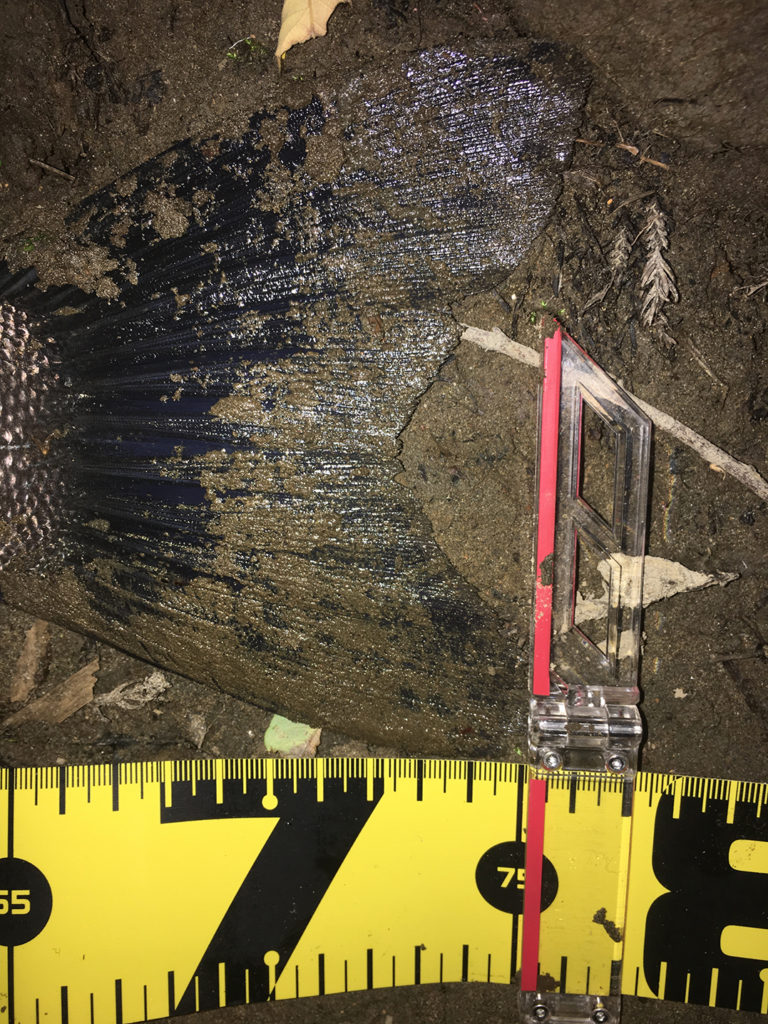 秋田県米代川シーバスダービー3