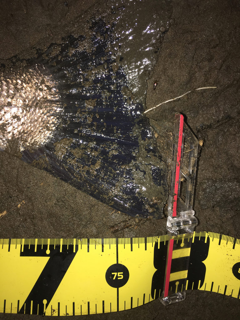 秋田県米代川シーバスダービー3