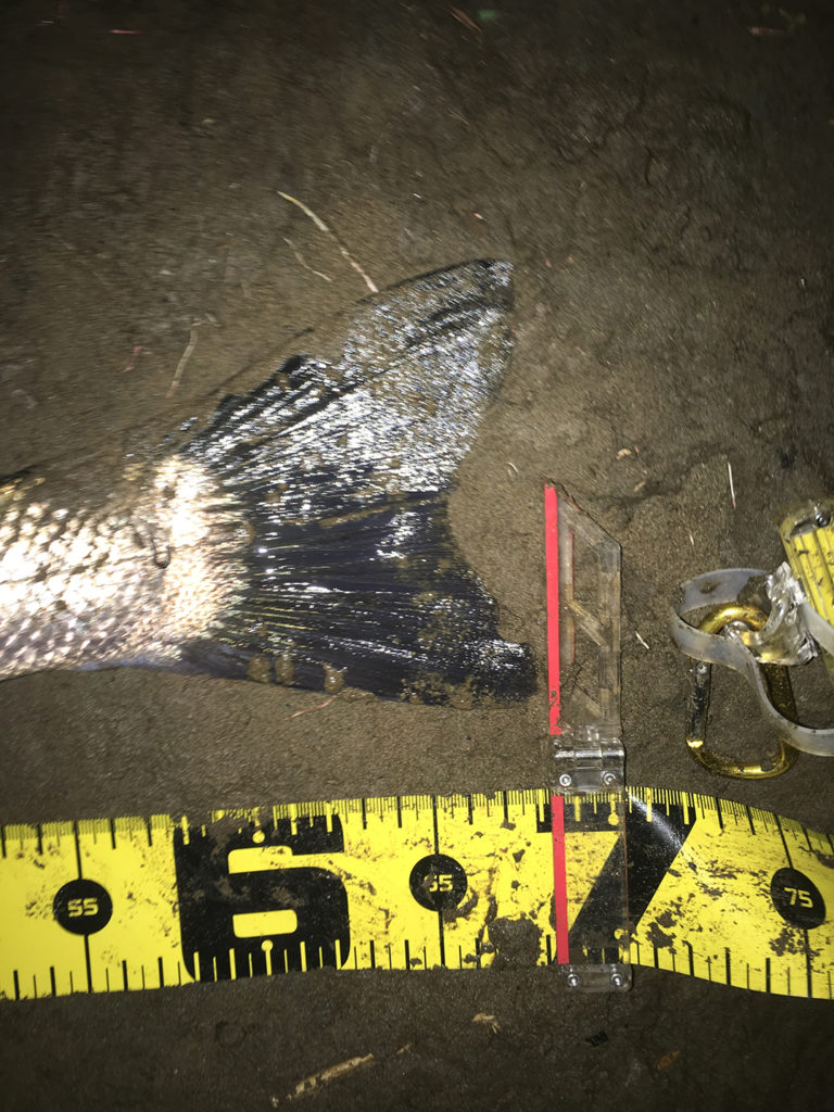 秋田県米代川シーバスダービー3