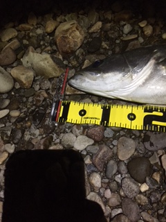 秋田県米代川シーバスダービー2