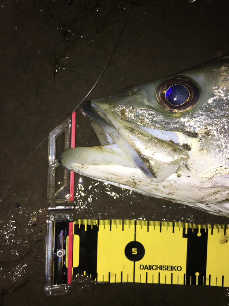 秋田県米代川シーバスダービー2