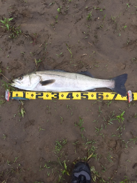 秋田県米代川シーバス釣果1