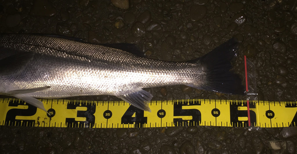 秋田県米代川シーバスダービー3