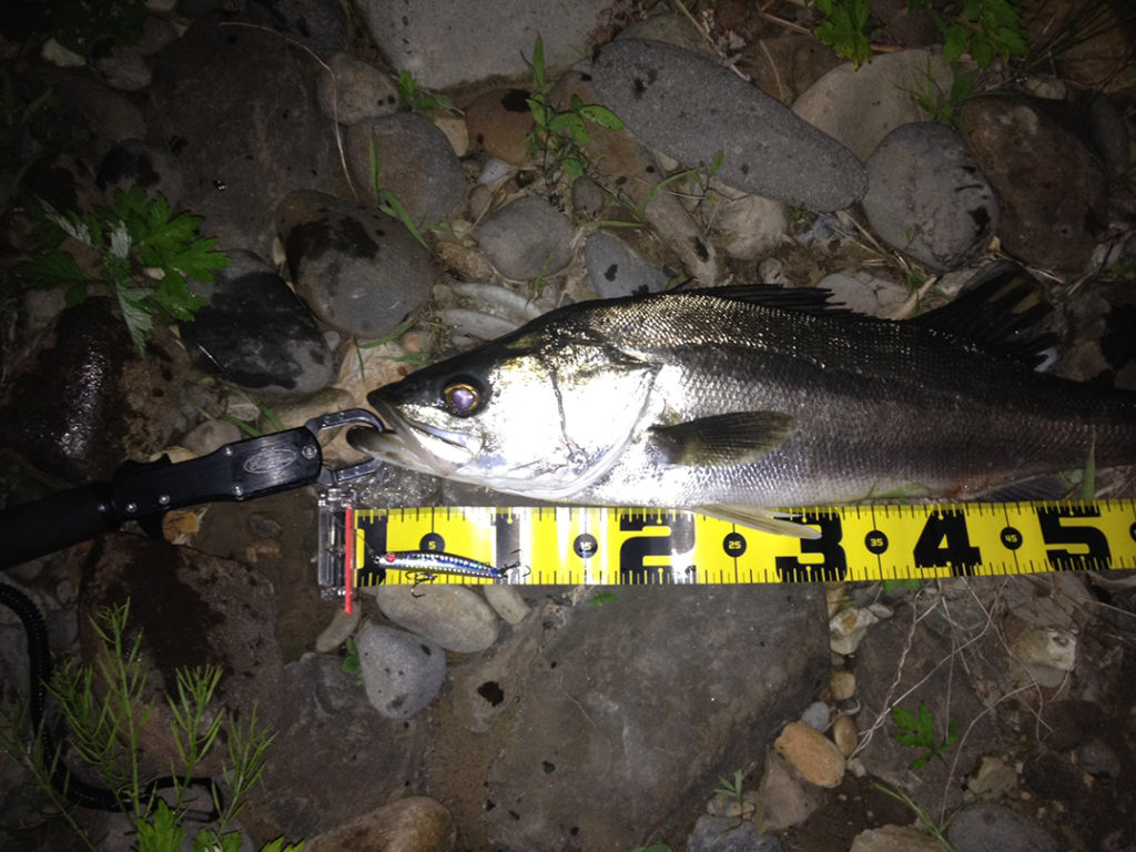 秋田県米代川シーバス釣果2