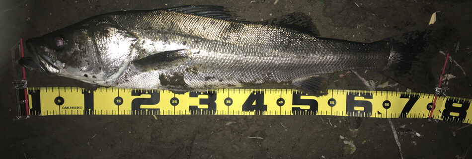 秋田県米代川シーバスダービー1