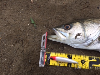 秋田県米代川シーバスダービー2