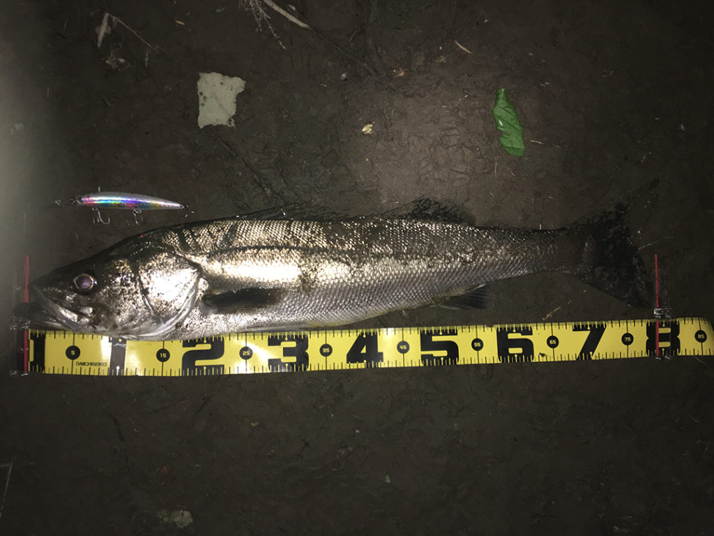 秋田県米代川シーバスダービー1