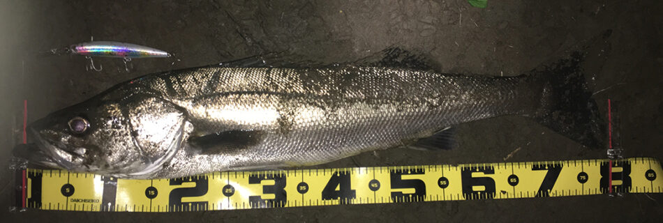 秋田県米代川シーバスダービー1