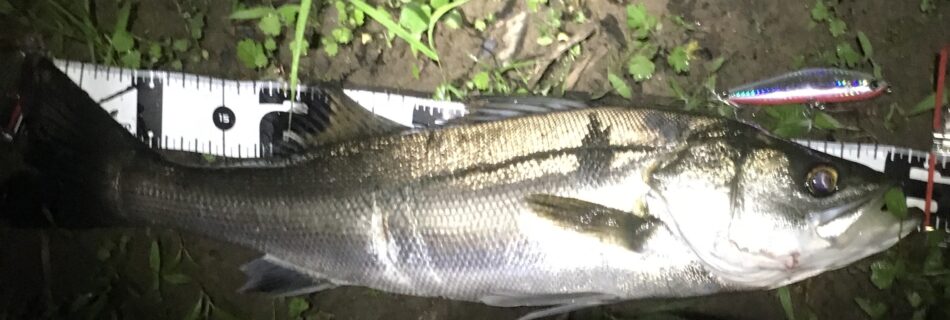 秋田県米代川シーバスダービー1