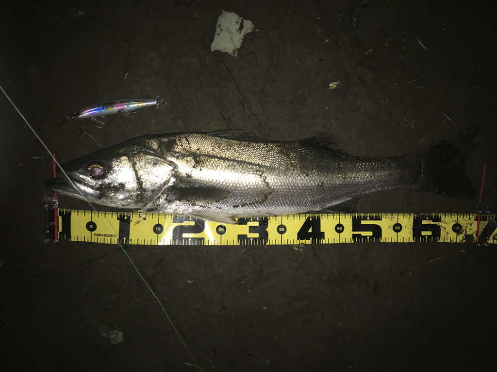 秋田県米代川シーバスダービー1