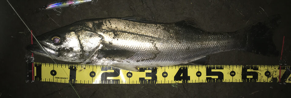 秋田県米代川シーバスダービー1