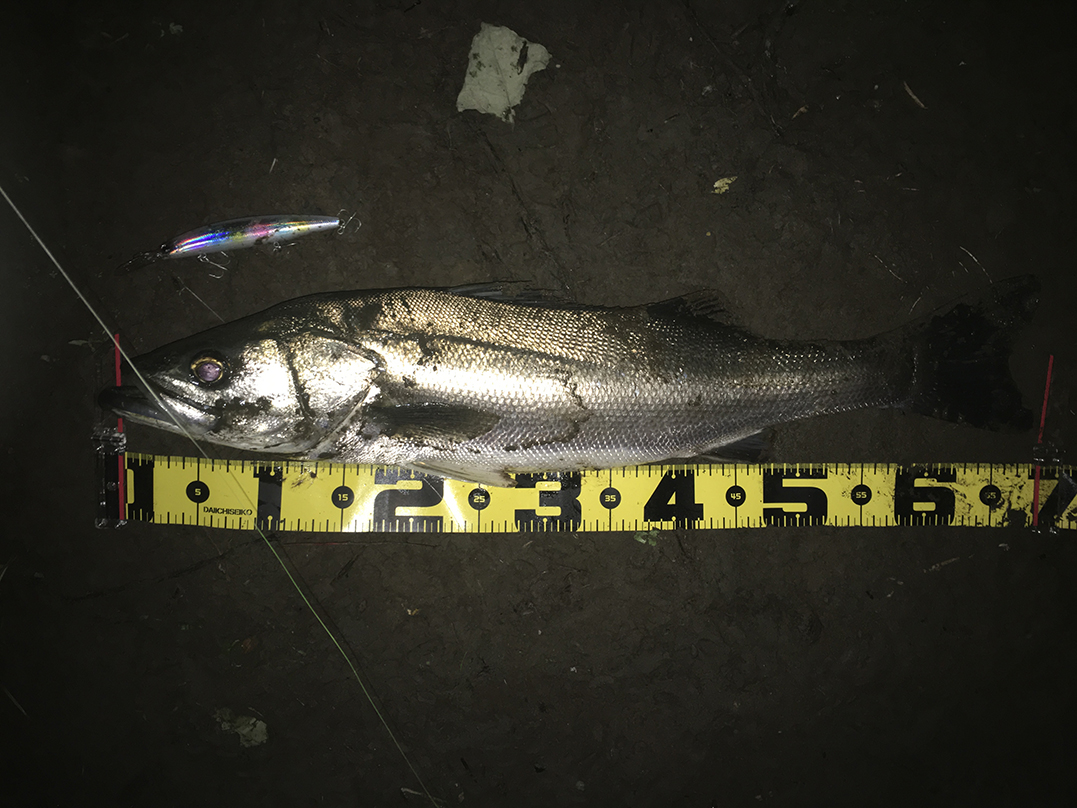 秋田県米代川シーバスダービー1