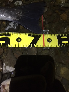 秋田県米代川シーバスダービー3