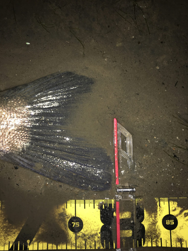 秋田県米代川シーバスダービー3