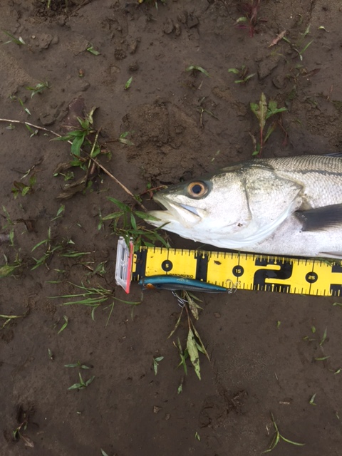 秋田県米代川シーバス釣果2