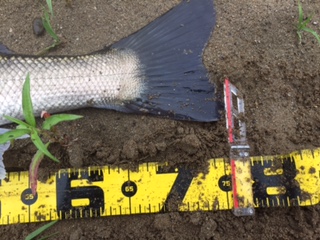 秋田県米代川シーバスダービー3