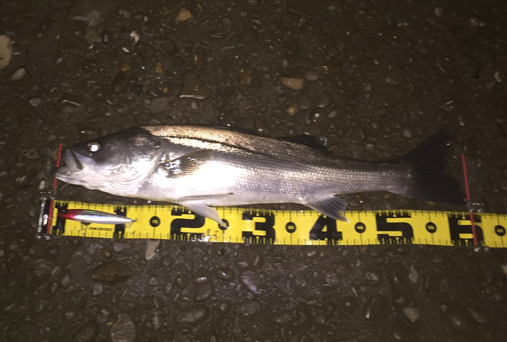 秋田県米代川シーバスダービー1