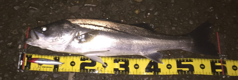 秋田県米代川シーバスダービー1