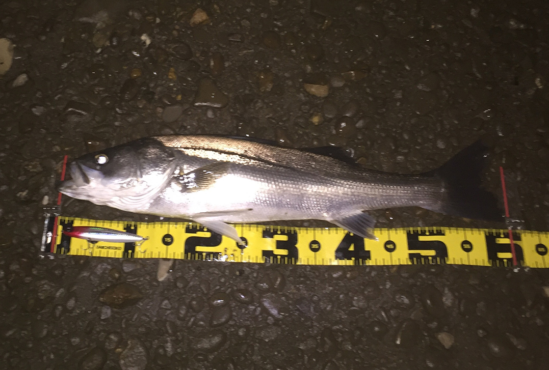 秋田県米代川シーバスダービー1