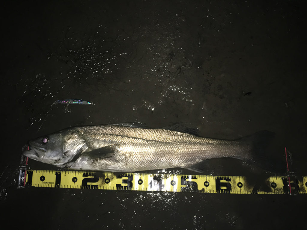 秋田県米代川シーバスダービー1